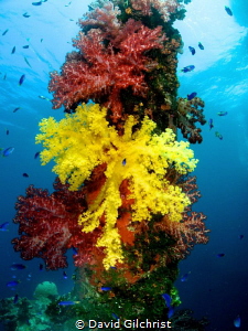 Beautiful tree coral growths on the Fujikawa  Maru,Chuuk ... by David Gilchrist 
